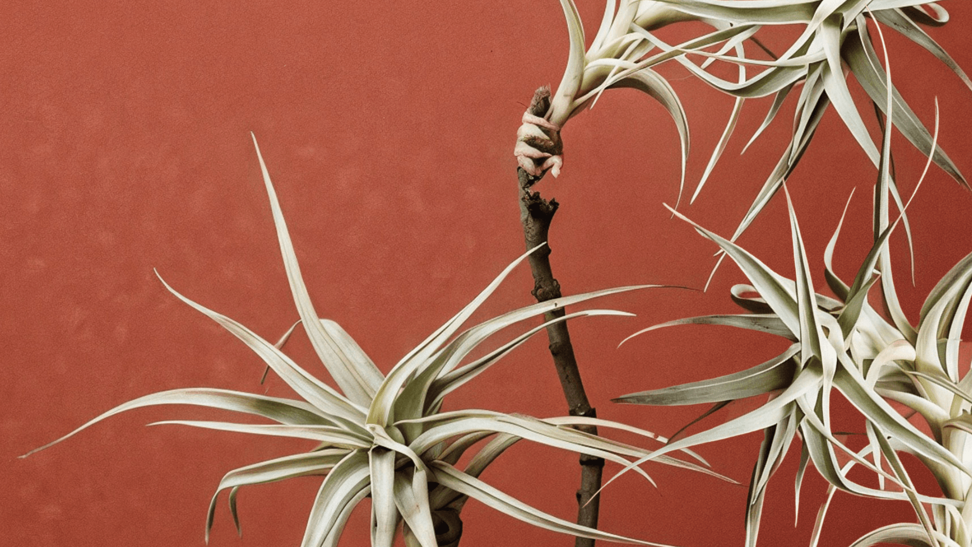 Celebration Hero Background